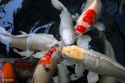 夢到釣到大魚|夢見魚